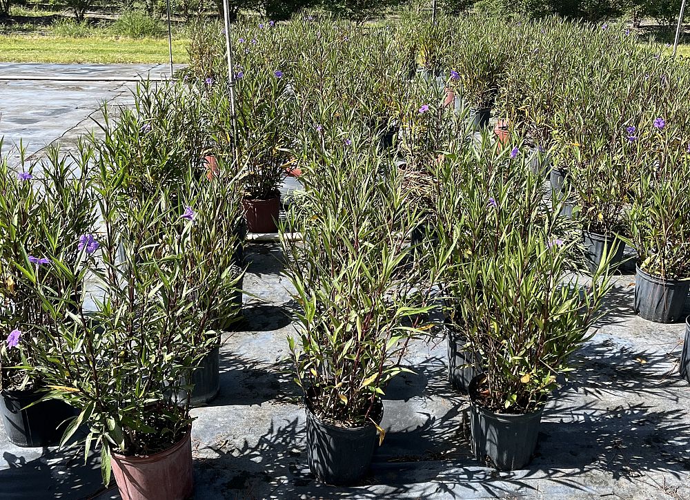 ruellia-brittoniana-mexican-petunia-mexican-bluebell-ruellia-ignorantiae-ruellia-microphylla-ruellia-spectabilis