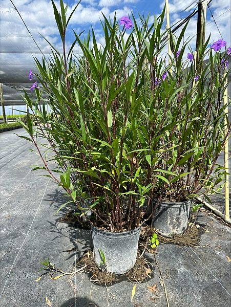 ruellia-brittoniana-mexican-petunia-mexican-bluebell-ruellia-ignorantiae-ruellia-microphylla-ruellia-spectabilis