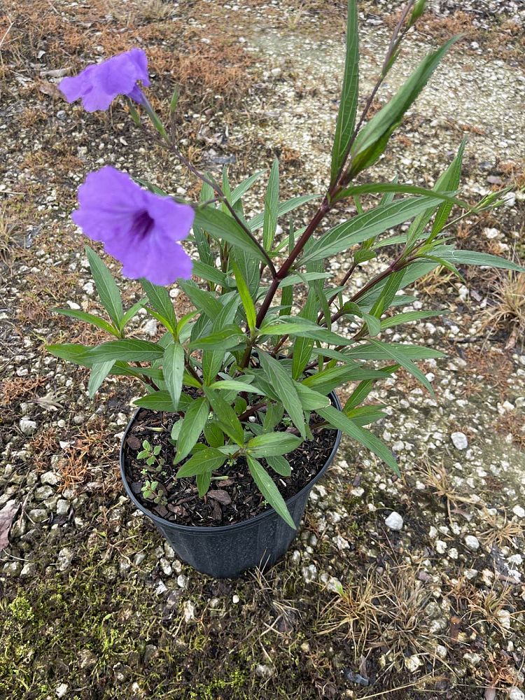 ruellia-brittoniana-mexican-petunia-mexican-bluebell-ruellia-ignorantiae-ruellia-microphylla-ruellia-spectabilis