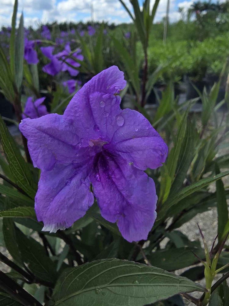 ruellia-brittoniana-purple-showers-mexican-bluebell-mexican-petunia