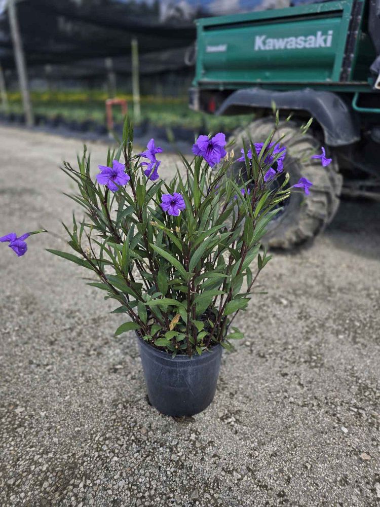 ruellia-brittoniana-purple-showers-mexican-bluebell-mexican-petunia