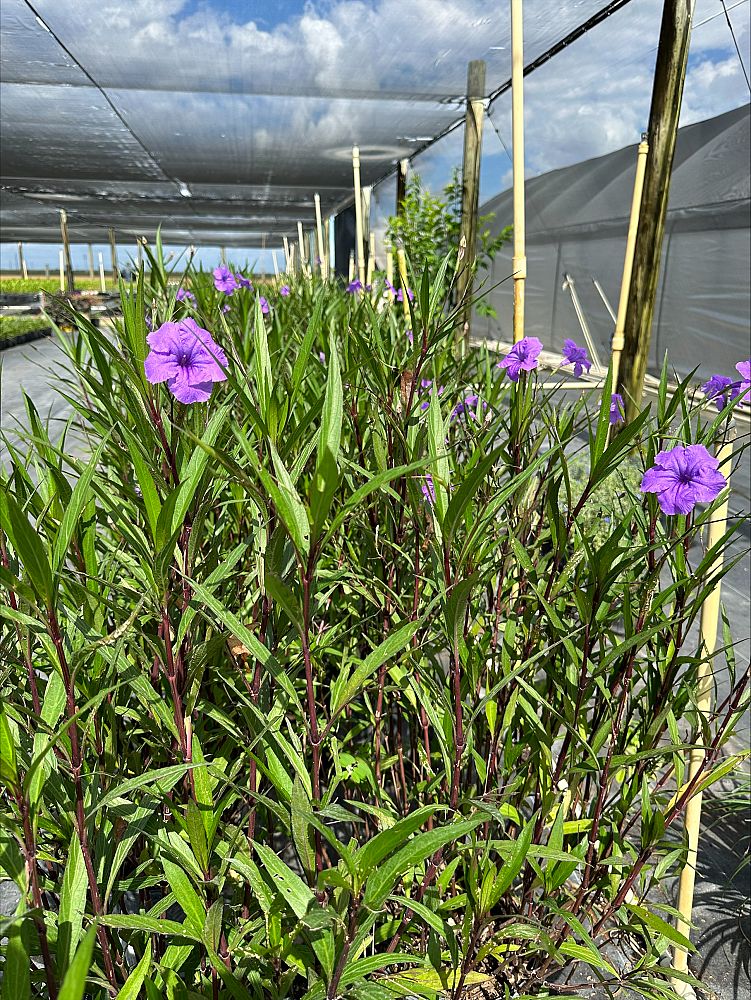 ruellia-brittoniana-purple-showers-mexican-bluebell-mexican-petunia