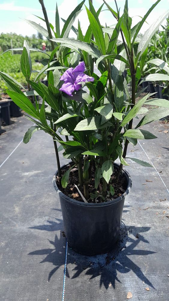 ruellia-brittoniana-purple-showers-mexican-bluebell-mexican-petunia