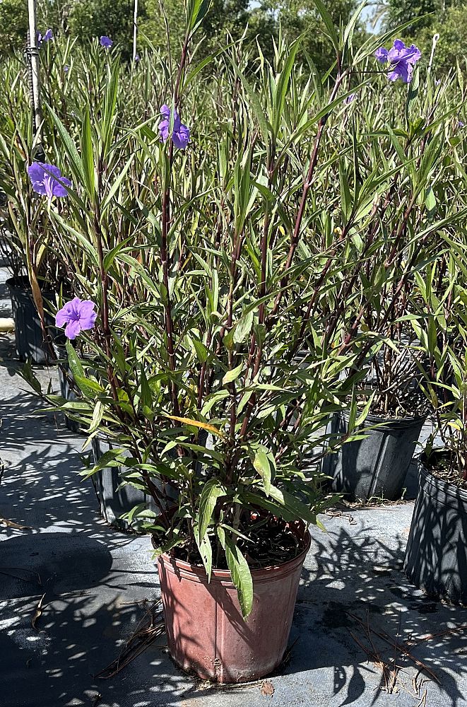 ruellia-brittoniana-purple-showers-mexican-bluebell-mexican-petunia