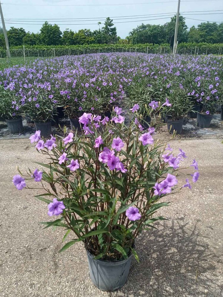 ruellia-brittoniana-purple-showers-mexican-bluebell-mexican-petunia