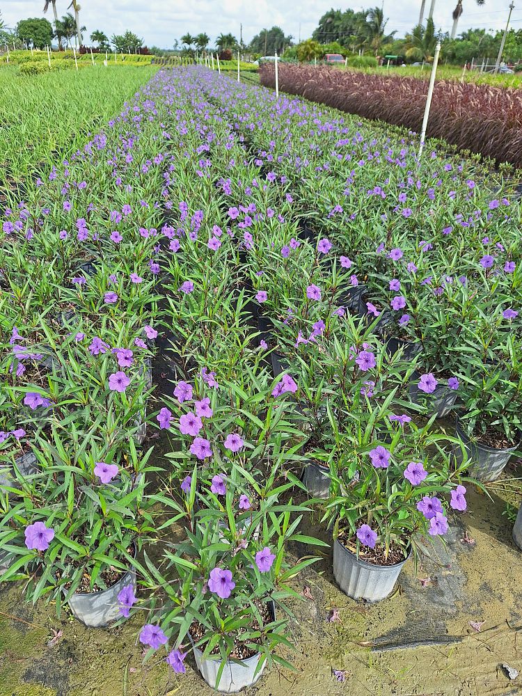 ruellia-brittoniana-purple-showers-mexican-bluebell-mexican-petunia