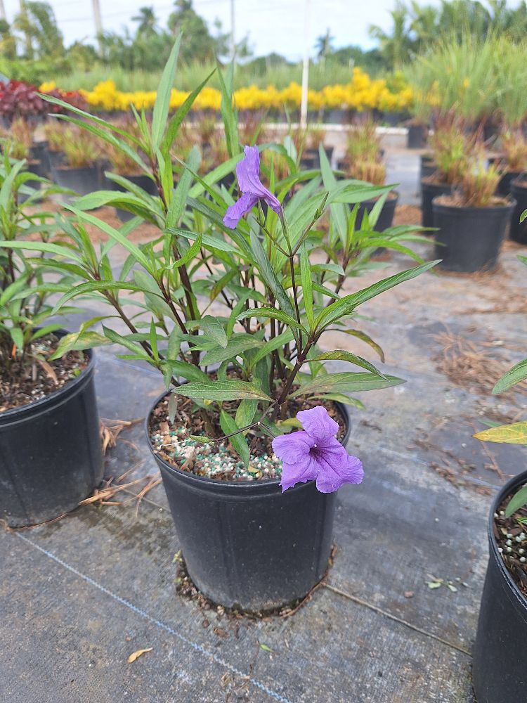 ruellia-brittoniana-purple-showers-mexican-bluebell-mexican-petunia