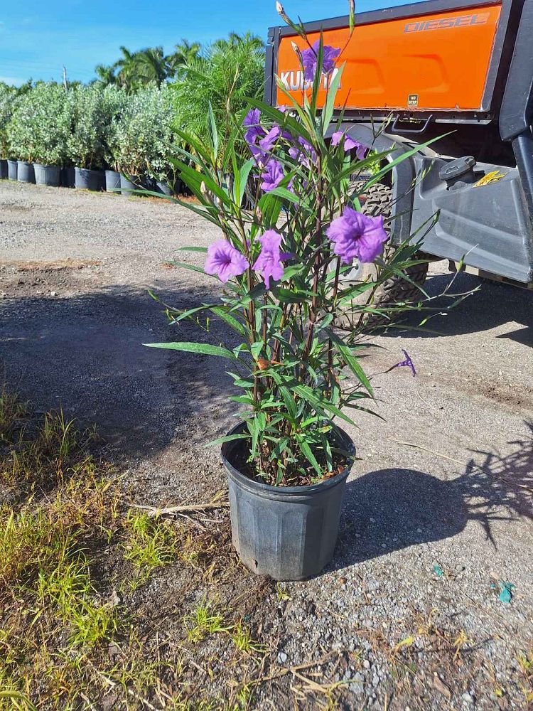 ruellia-brittoniana-purple-showers-mexican-bluebell-mexican-petunia