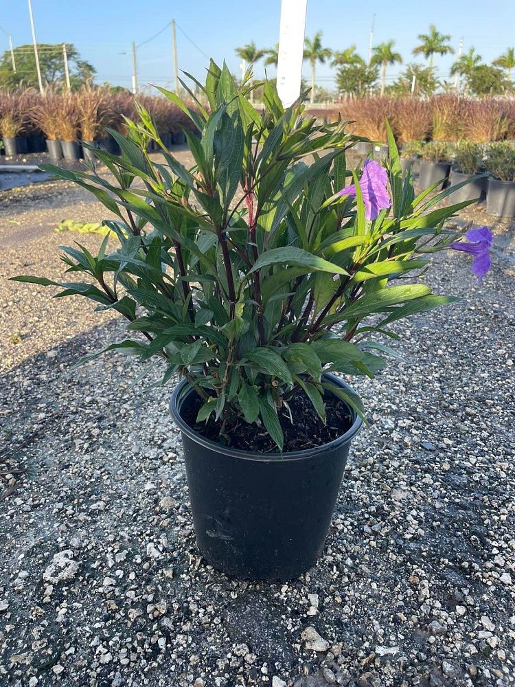 ruellia-brittoniana-purple-showers-mexican-bluebell-mexican-petunia