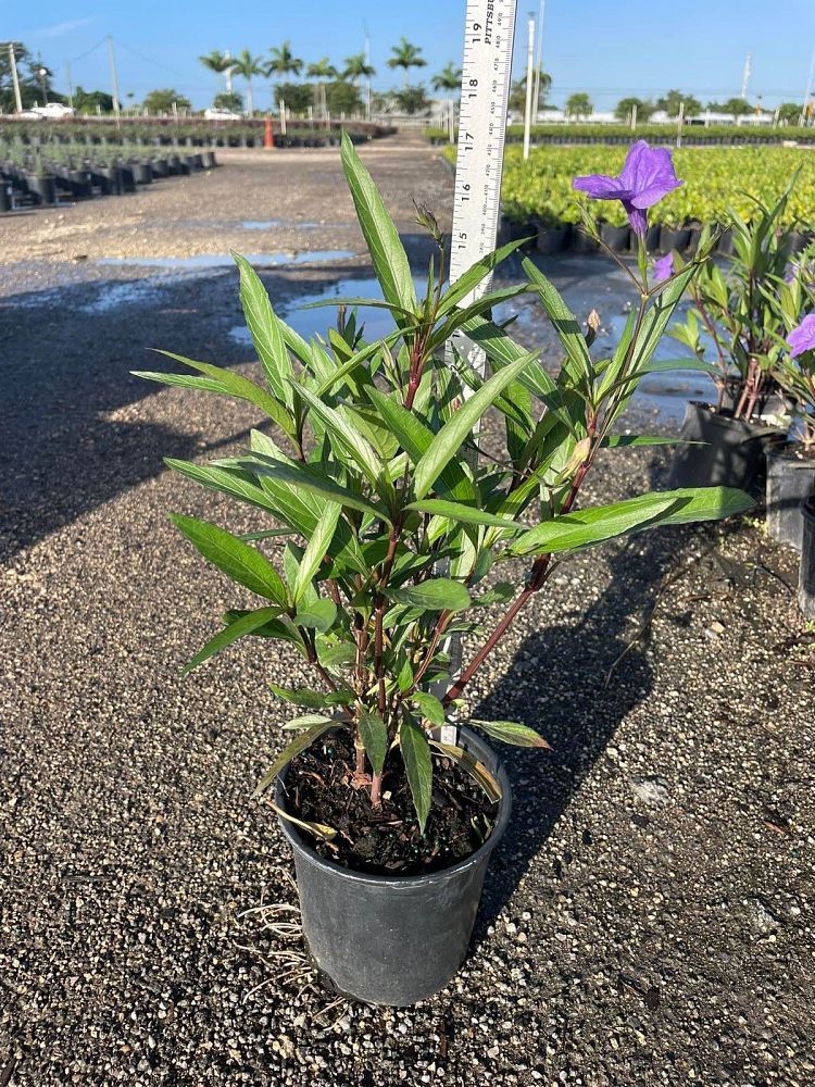 ruellia-brittoniana-purple-showers-mexican-bluebell-mexican-petunia