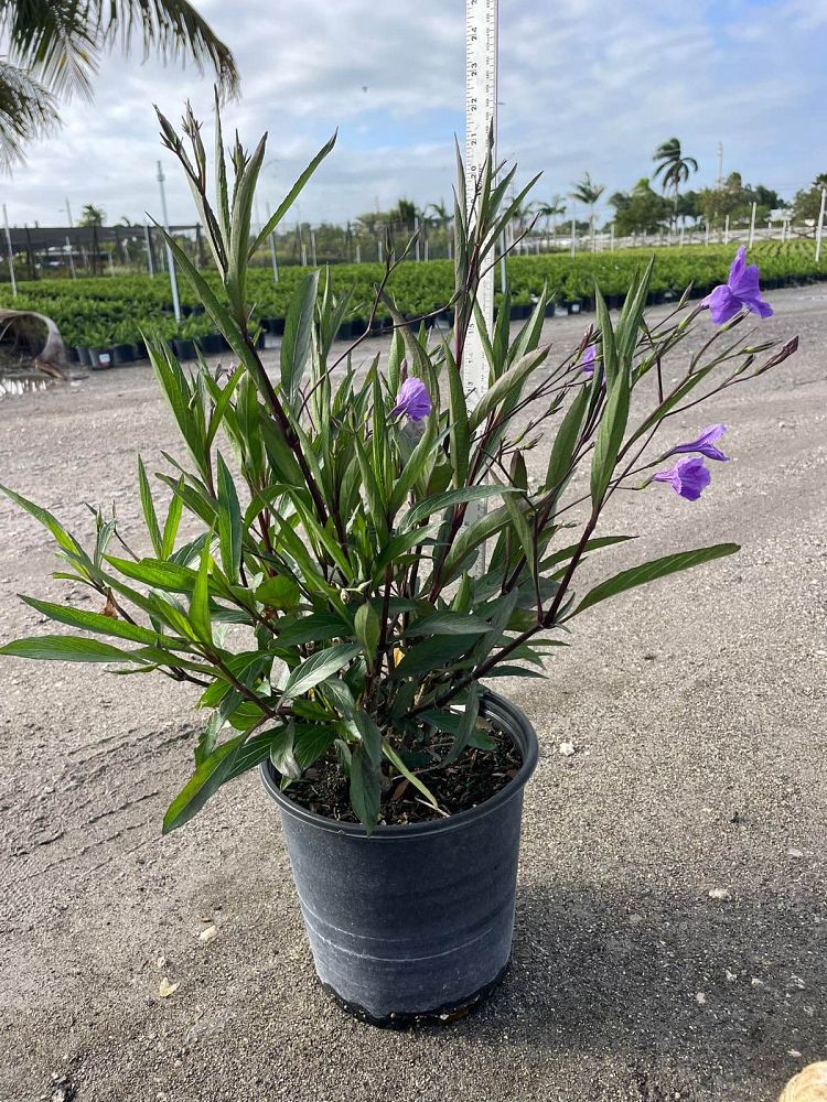 ruellia-brittoniana-purple-showers-mexican-bluebell-mexican-petunia