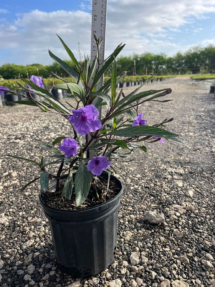 ruellia-brittoniana-purple-showers-mexican-bluebell-mexican-petunia