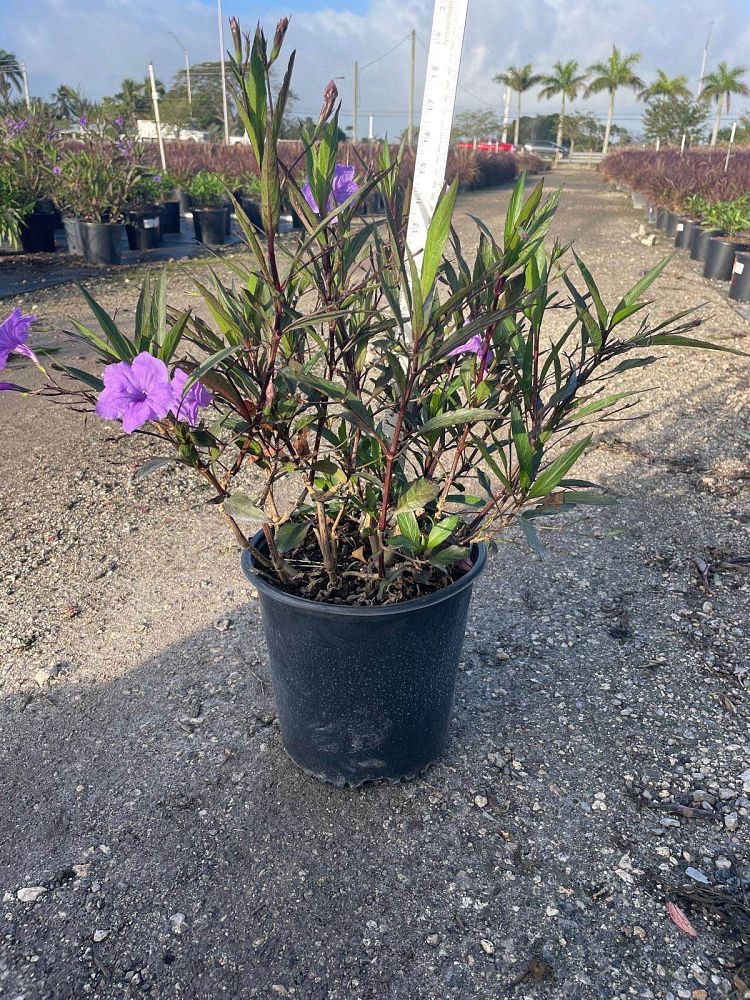 ruellia-brittoniana-purple-showers-mexican-bluebell-mexican-petunia