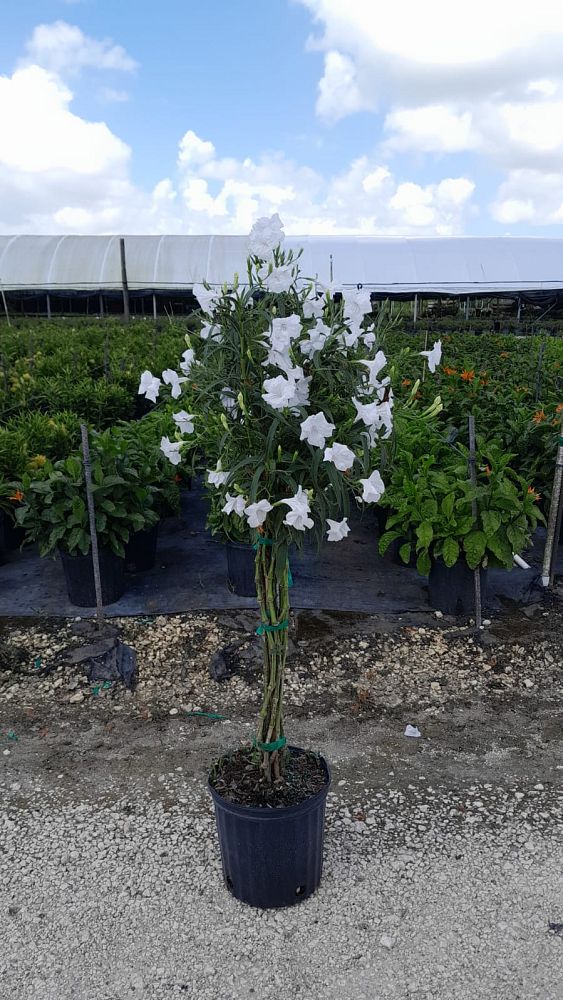 ruellia-brittoniana-white-showers-mexican-bluebell