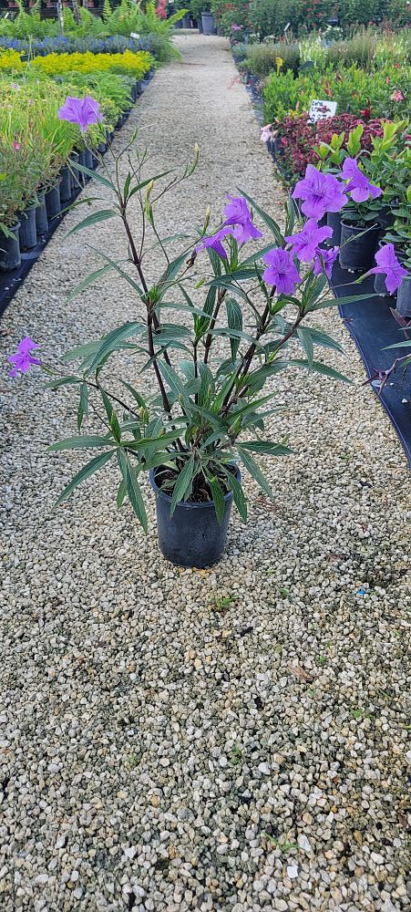 ruellia-squarrosa-blue-shade-ruellia-mexican-petunia