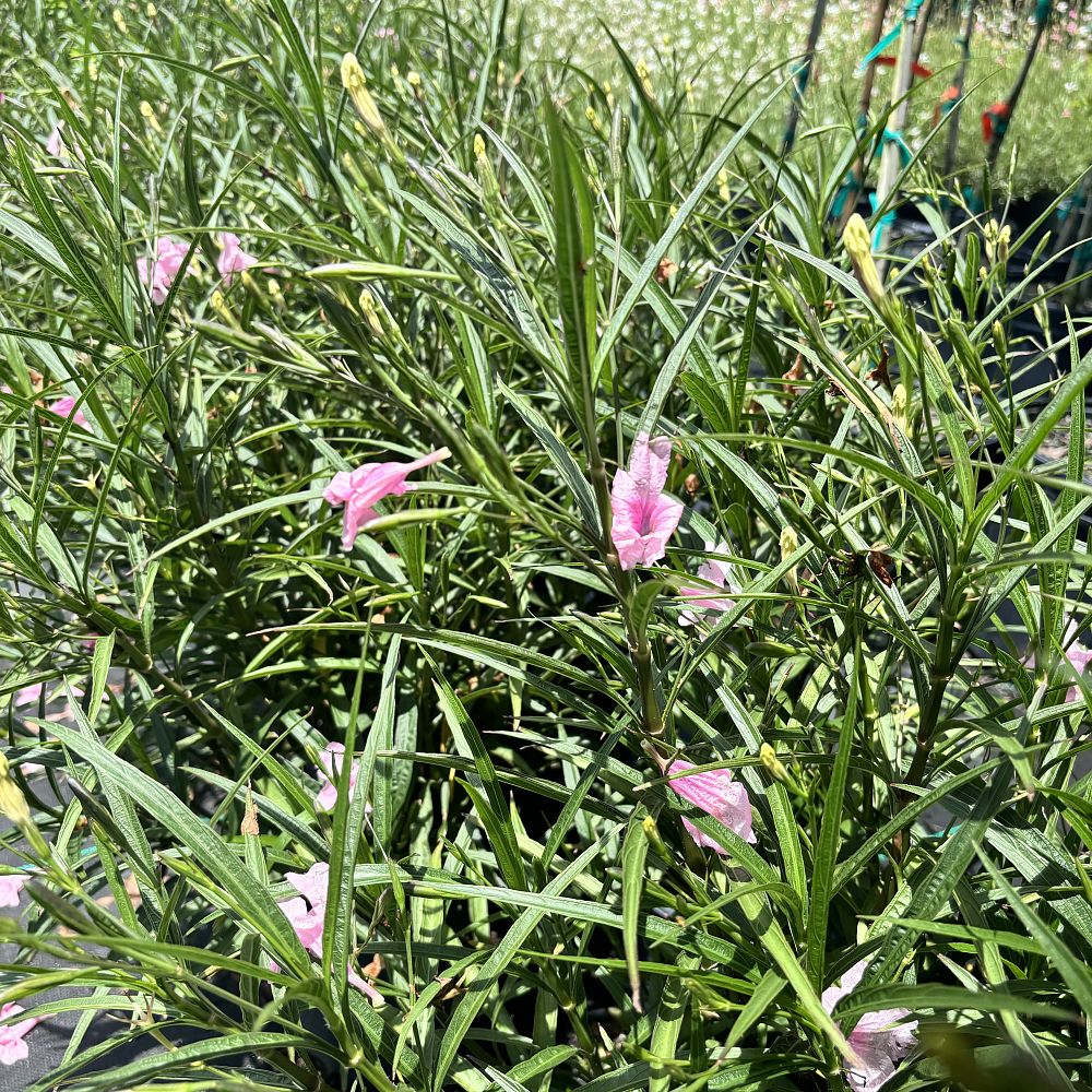 ruellia-tweediana-colobe-pink-florida-bluebells-mexican-blue-bells-mexican-petunia-desert-petunia