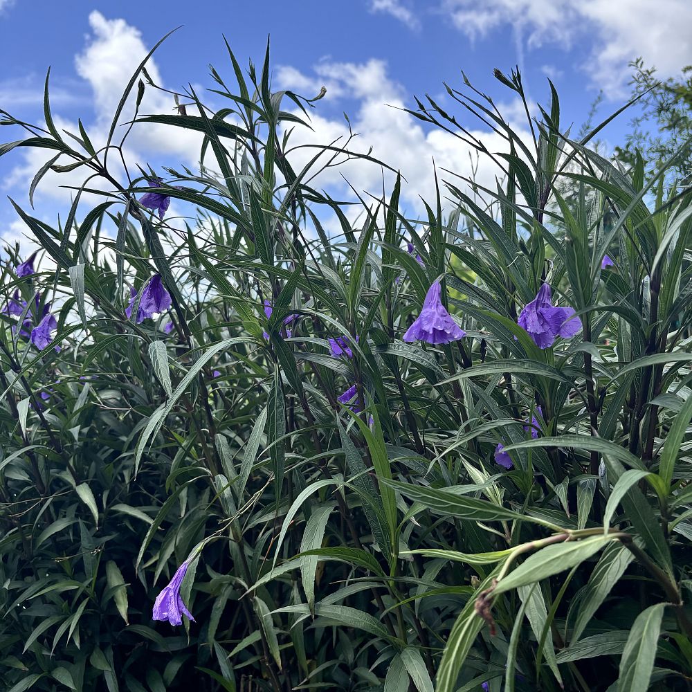 ruellia-tweediana-purple-fountain-florida-bluebells-mexican-blue-bells-mexican-petunia-desert-petunia