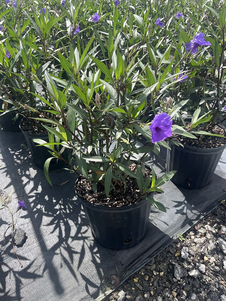 ruellia-wild-petunia