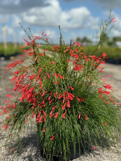 russelia-equisetiformis-firecracker-bush