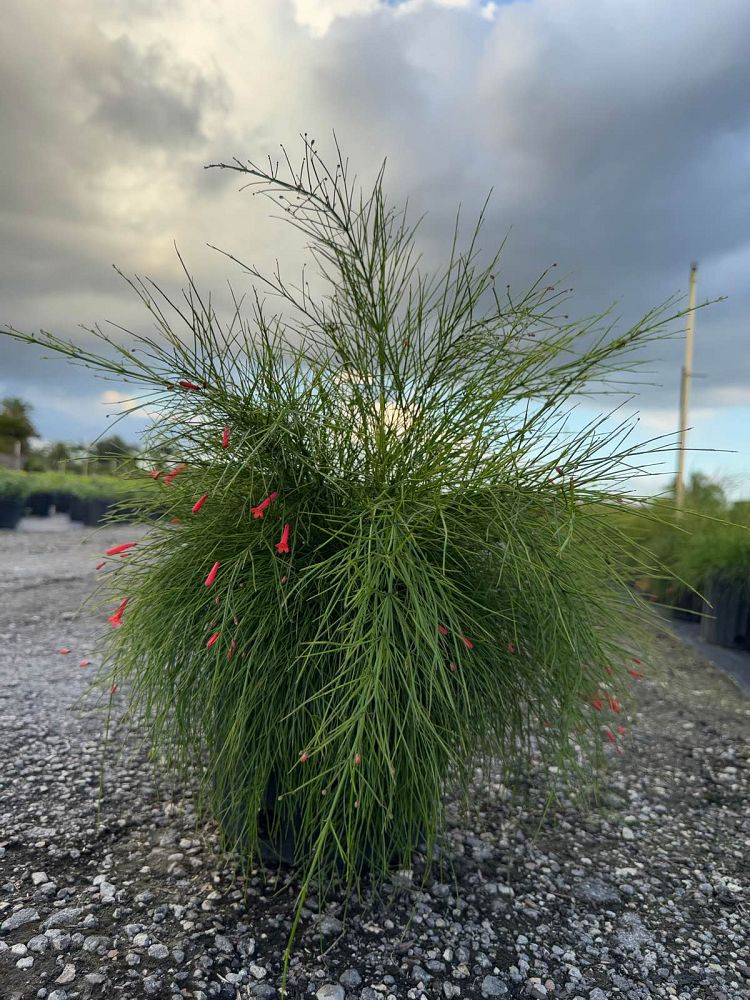 russelia-equisetiformis-firecracker-bush