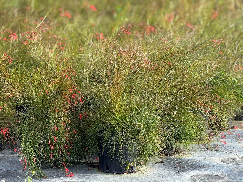 russelia-equisetiformis-firecracker-bush