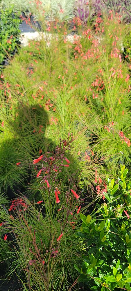 russelia-equisetiformis-firecracker-bush