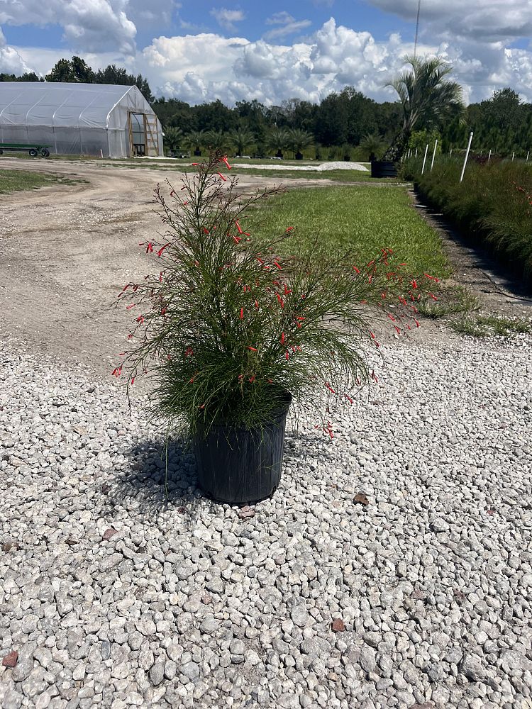 russelia-equisetiformis-firecracker-bush