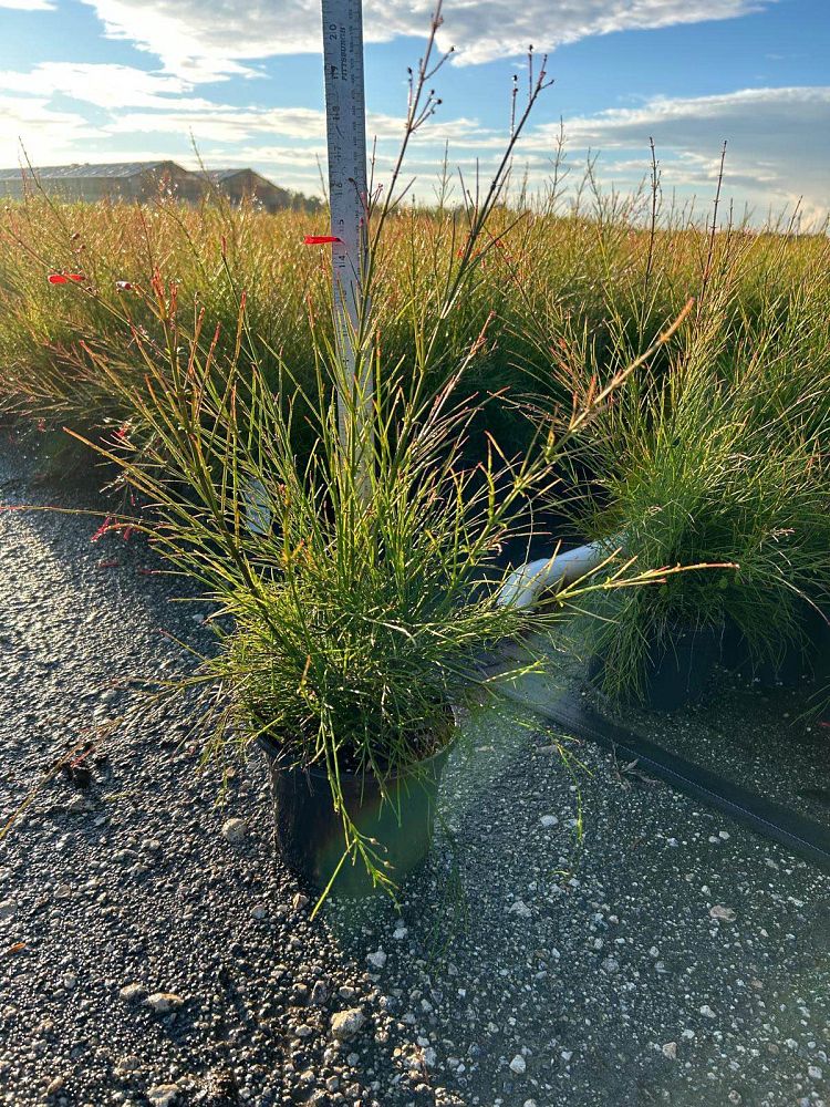 russelia-equisetiformis-firecracker-bush