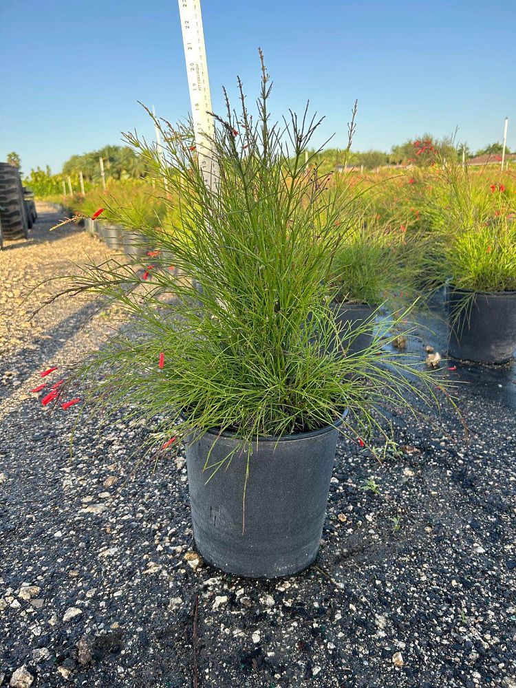 russelia-equisetiformis-firecracker-bush