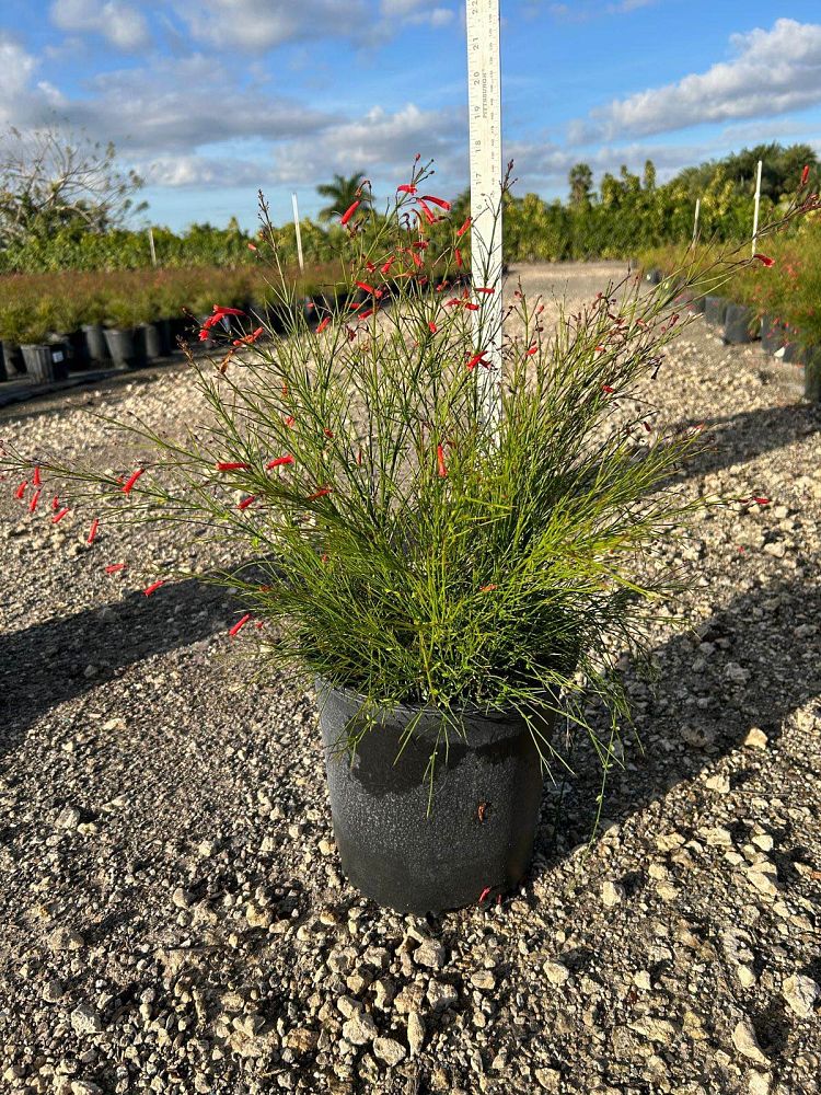 russelia-equisetiformis-firecracker-bush