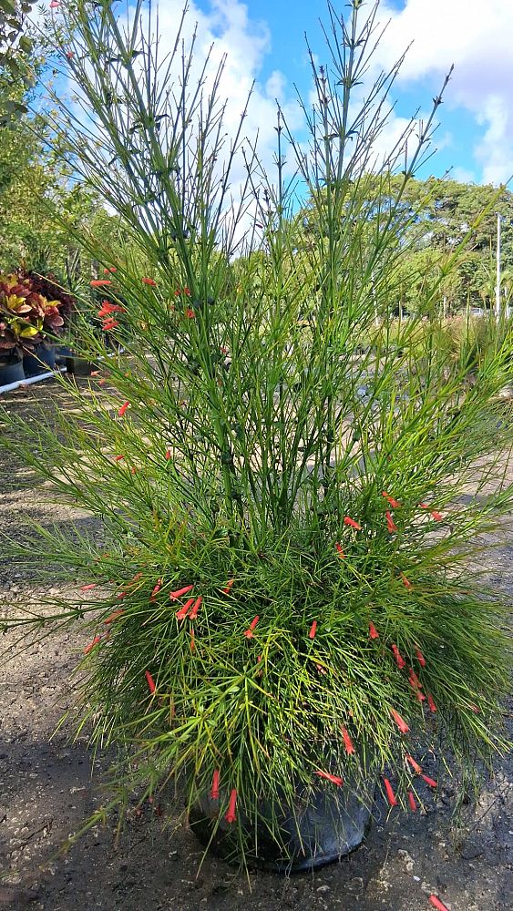 russelia-equisetiformis-firecracker-bush