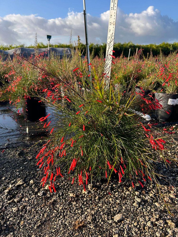 russelia-equisetiformis-firecracker-bush