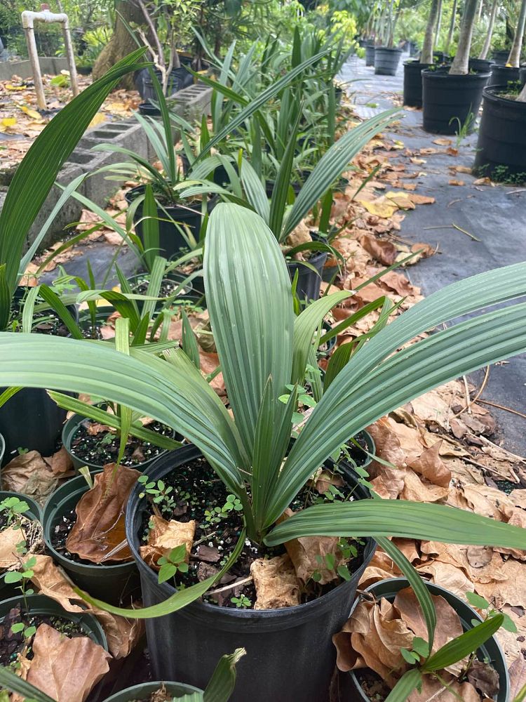 sabal-causiarum-puerto-rican-hat-palm