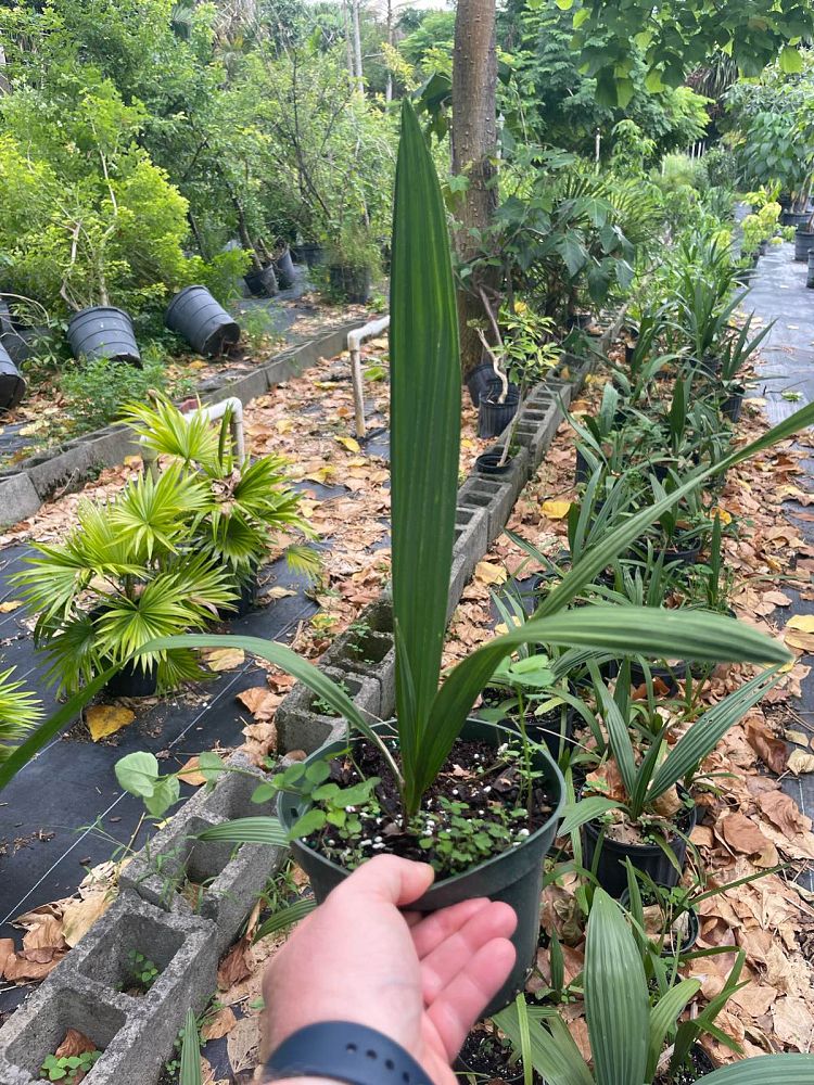 sabal-causiarum-puerto-rican-hat-palm