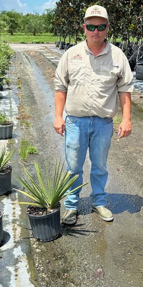 sabal-causiarum-puerto-rican-hat-palm