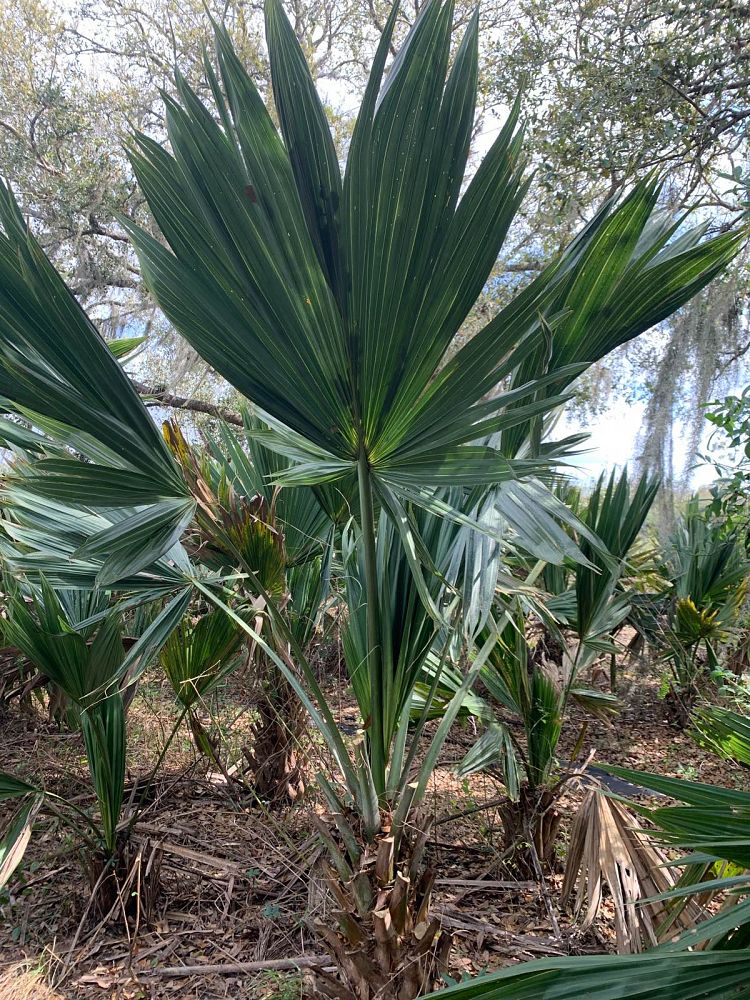 sabal-lisa-cabbage-palm