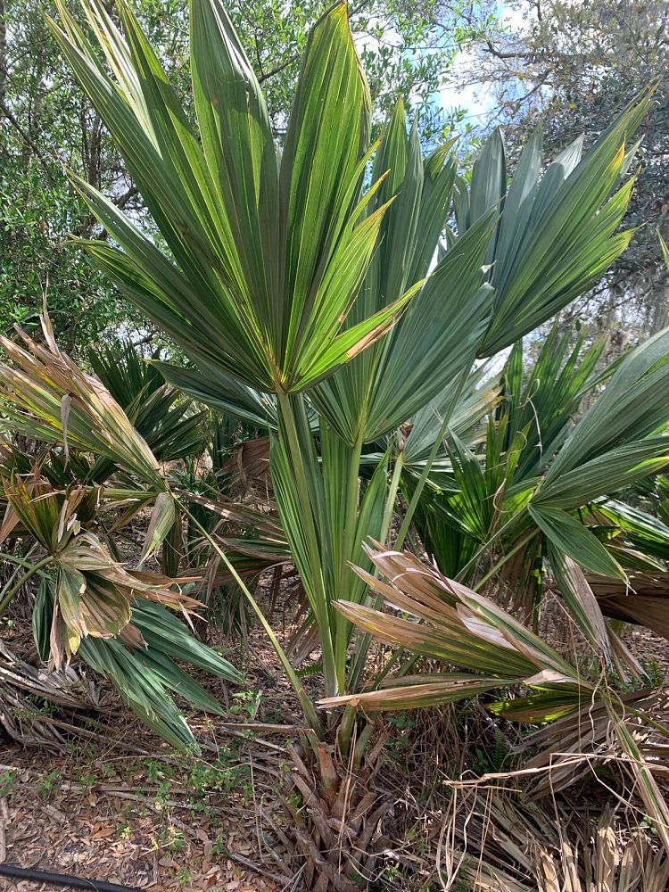 sabal-lisa-cabbage-palm