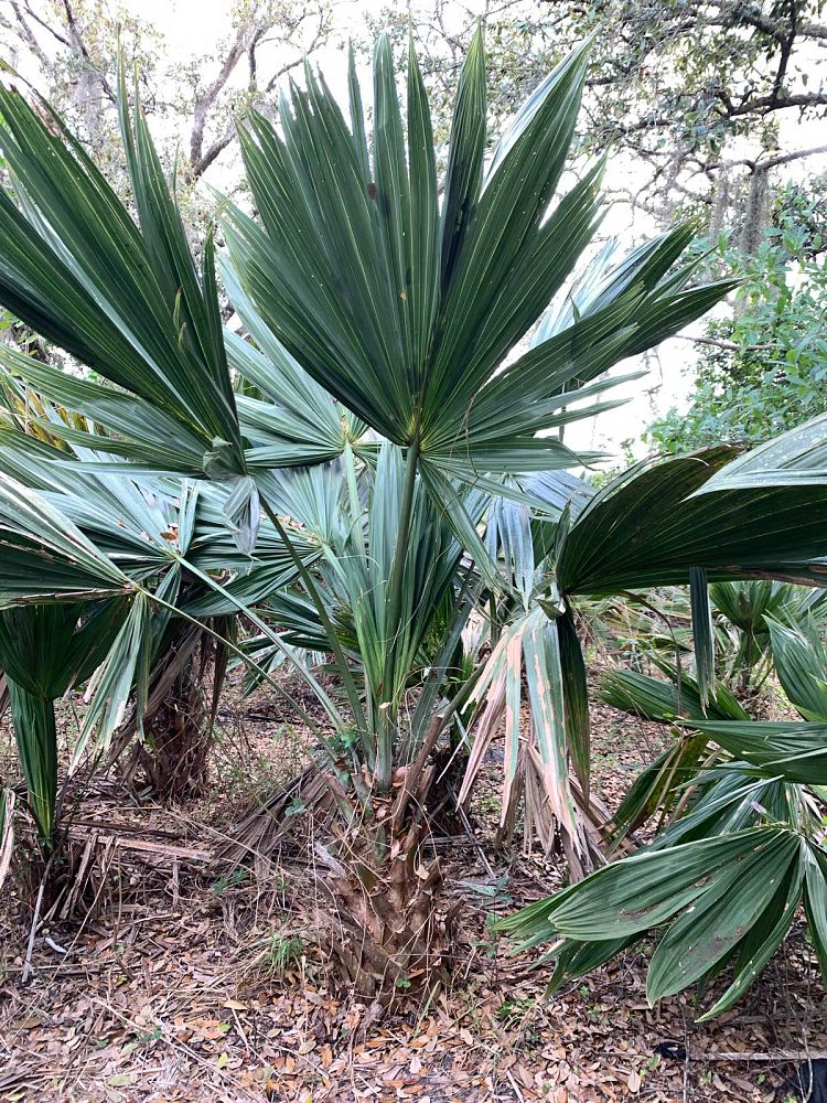 sabal-lisa-cabbage-palm