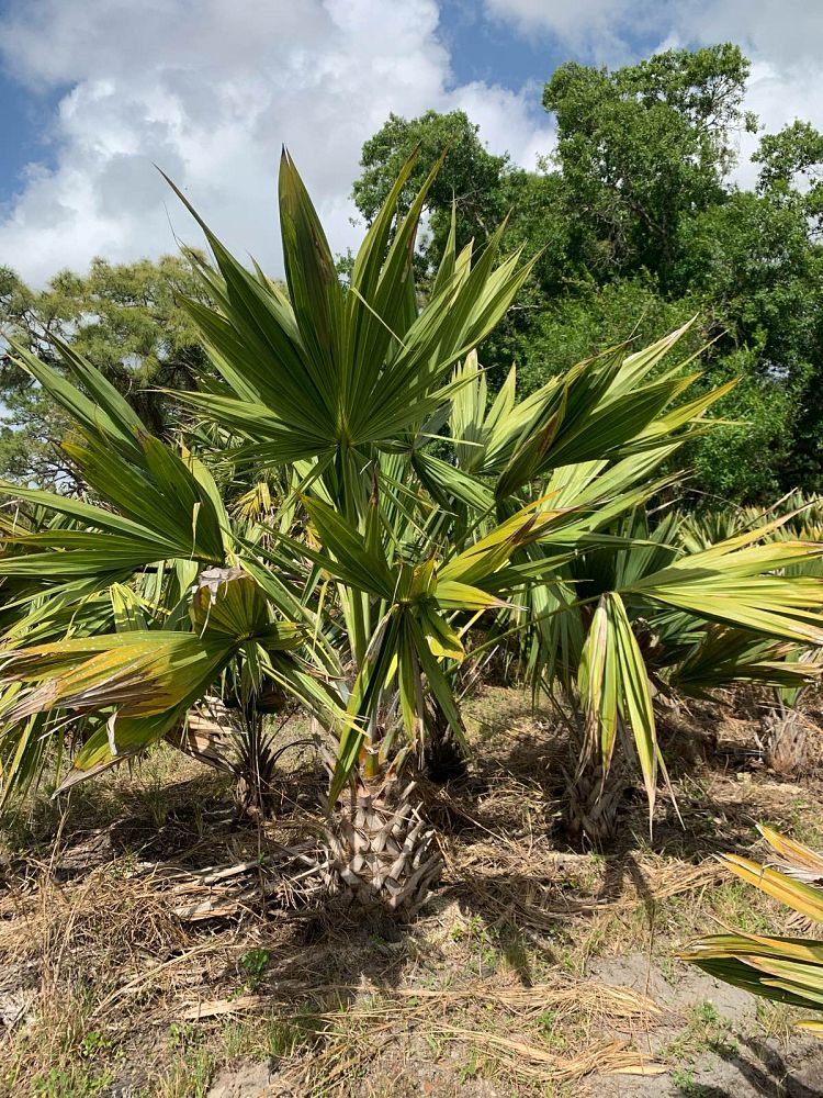 sabal-lisa-cabbage-palm