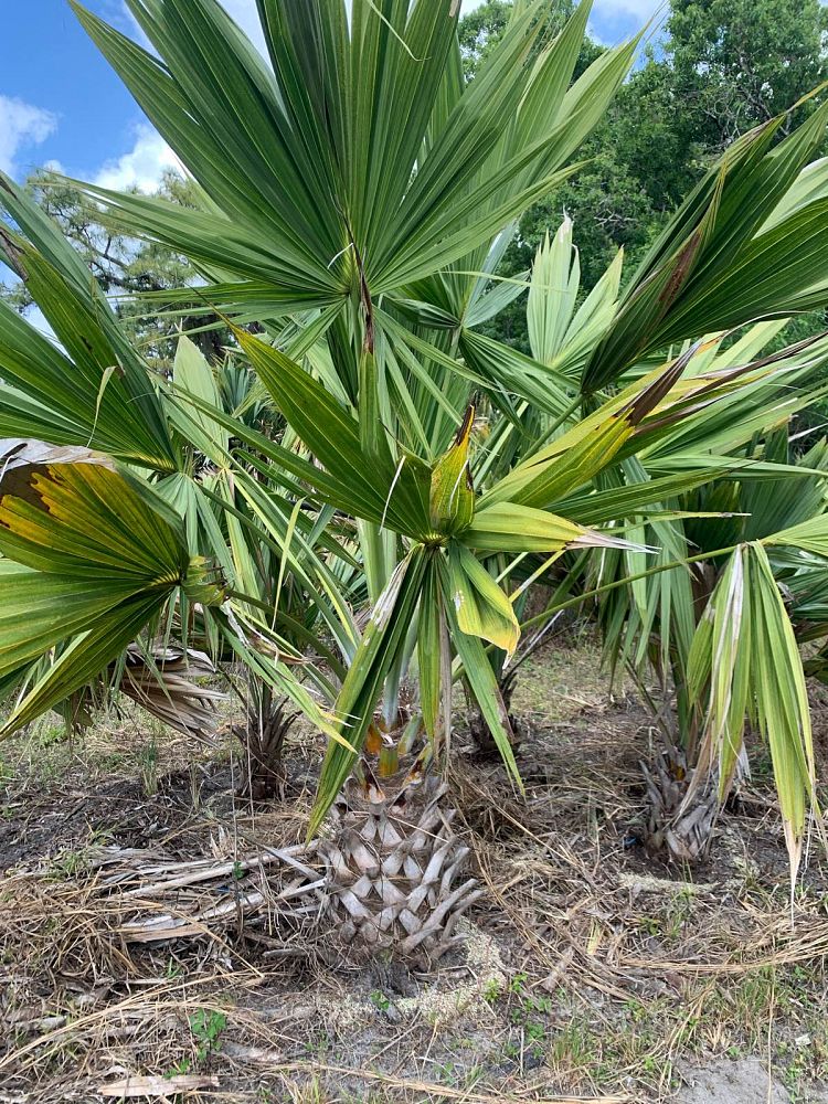 sabal-lisa-cabbage-palm