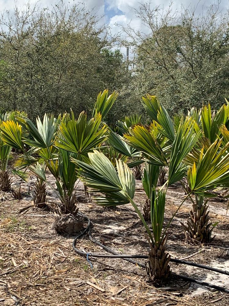 sabal-lisa-cabbage-palm