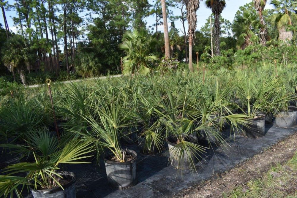 sabal-mexicana-sabal-texana-texas-palmetto-texas-sabal