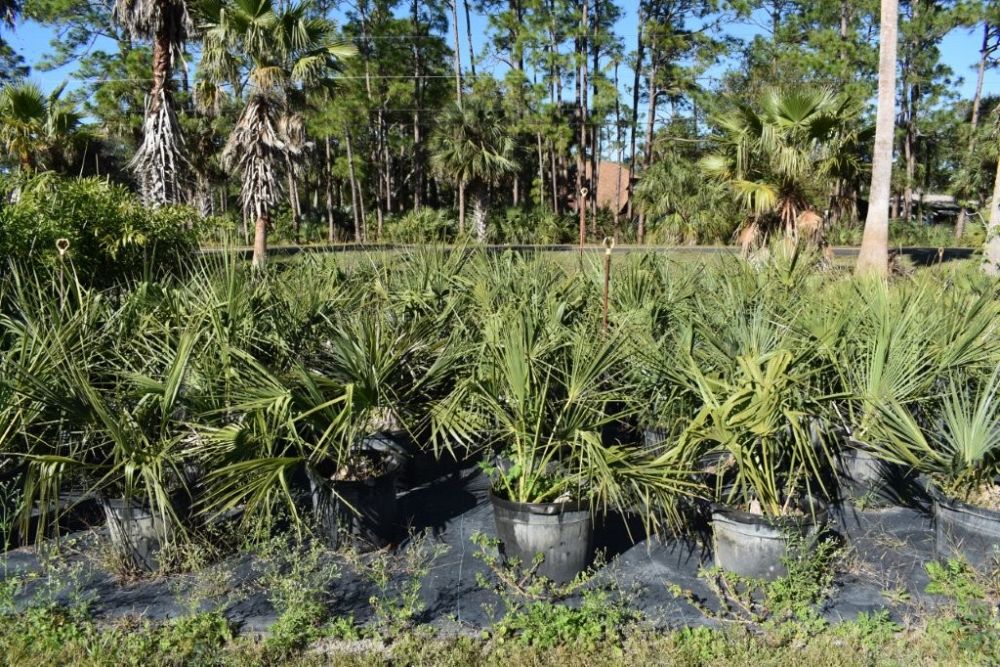 sabal-mexicana-sabal-texana-texas-palmetto-texas-sabal