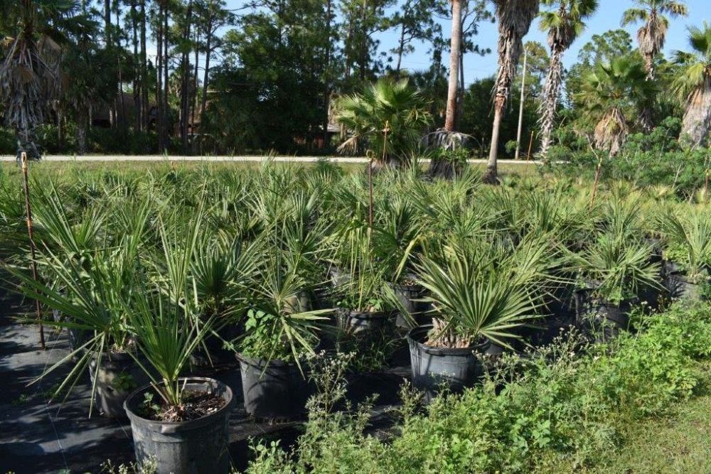 sabal-mexicana-sabal-texana-texas-palmetto-texas-sabal