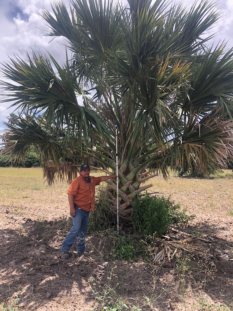 sabal-mexicana-sabal-texana-texas-palmetto-texas-sabal