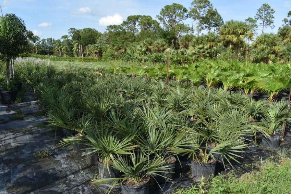 sabal-minor-dwarf-blue-stem-palmetto