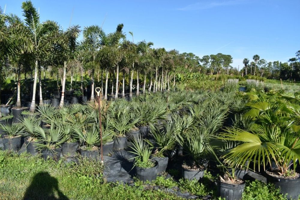 sabal-minor-dwarf-blue-stem-palmetto