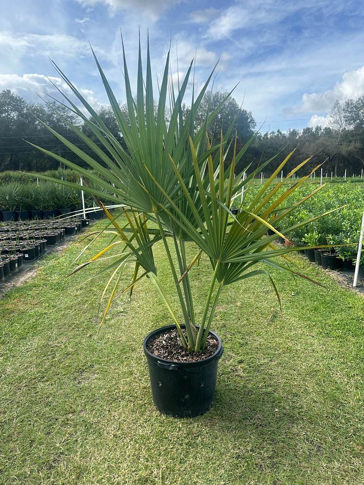 sabal-minor-dwarf-blue-stem-palmetto