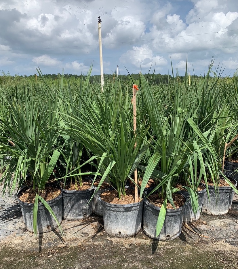 sabal-minor-dwarf-blue-stem-palmetto