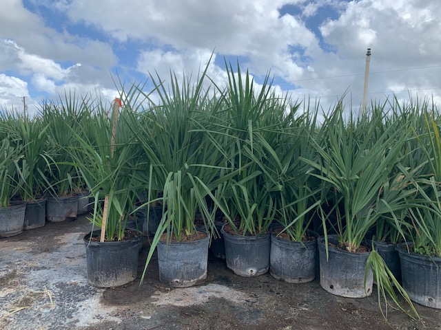 sabal-minor-dwarf-blue-stem-palmetto